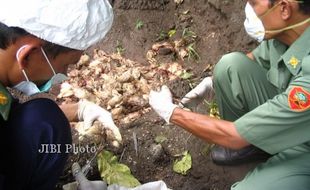 SERANGAN AI: 80 Ekor Ayam Kampung di Bulukerto Wonogiri Terserang AI