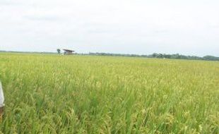  Basmi Tikus, Petani Gunakan Senapan!