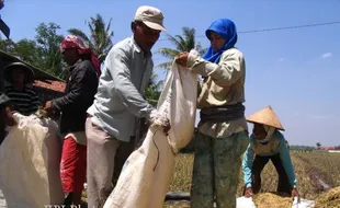  Harga Gabah di Colomadu Merosot