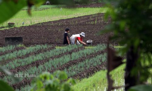 HARGA BAWANG : Gubernur Jateng Anggap Petani Tak Perlu Insentif Agar Mau Tanam Bawang