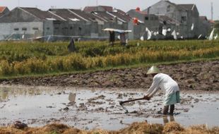 PERTANIAN MADIUN : 42 Hektare Sawah Beralih Fungsi