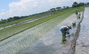   KTNA Delanggu Ajak Tanam Padi Serentak