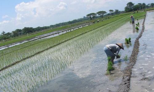   KTNA Delanggu Ajak Tanam Padi Serentak