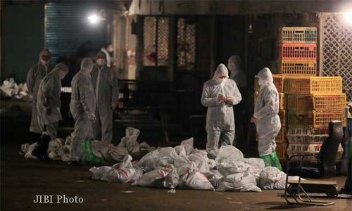 FLU BURUNG : 97 Ekor Ayam Kampung Mati