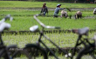 Nasib Petani Makin Merana