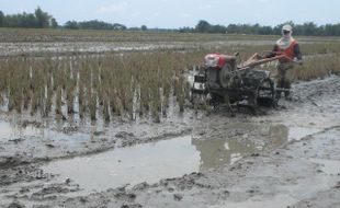 MEMBAJAK SAWAH