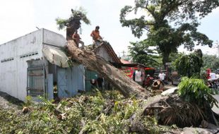 POTONG POHON TREMBESI