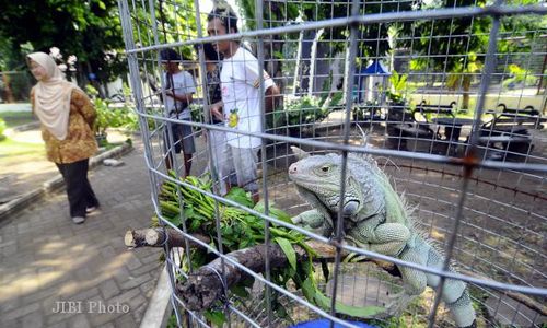 MoU Tunggu Pengesahan, Tiket Masuk Taman Reptil Diusulkan Rp5.000 