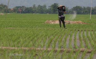 PERTANIAN GUNUNGKIDUL : Tanam Padi Serentak di 15 Hektare Sawah