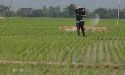 HASIL PENELITIAN : Pengembangan Pertanian Organik Butuh Keterlibatan Serius dari Akademisi