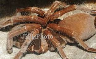 SPESIES BARU : Tarantula Sebesar Wajah Manusia