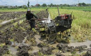  Solar Langka, Masa Tanam Padi Kacau