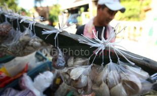 HARGA KEBUTUHAN POKOK : Stok Menipis, Harga Bawang Putih Bertahan Tinggi