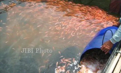 KESEIMBANGAN EKOSISTEM : Mahasiswa FT Untidar Tebar 10.000 Benih Ikan di Kali Progo 