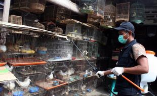 FLU BURUNG : Dinas Kesehatan Jateng Minta Masyarakat Waspadai Virus Baru H7N9