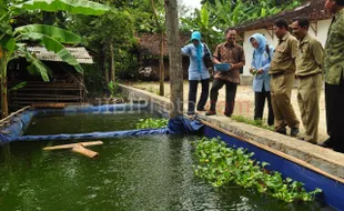 Lebih Unggul, Ikan di Bejiharjo Makan Tiwul