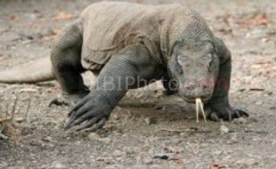 Google Bertanya, Dimana Lokasi Taman Nasional Komodo?