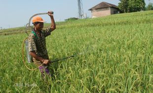 SEMPROT OBAT PEBASMI SERANGGA