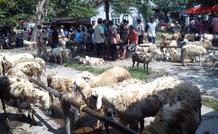 PASAR PLEMBON : Saat Komoditas Kambing Jadi Primadona…