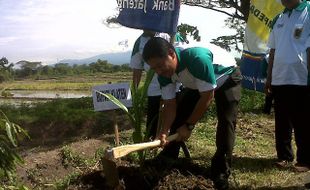   PENANAMAN BIBIT POHON KELAPA