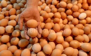 UPDATE HARGA KEBUTUHAN POKOK : Telur Ayam di Kulonprogo Capai Rp15.000 Per Kilogram