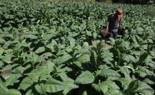 Harga Rokok Naik, Belum Tentu Petani Sejahtera