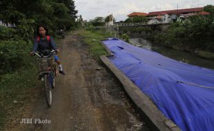 TALUT GAJAH PUTIH RAWAN AMBROL