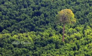 Data Hutan Bakal Diintegrasikan Lewat Teknologi Citra Satelit