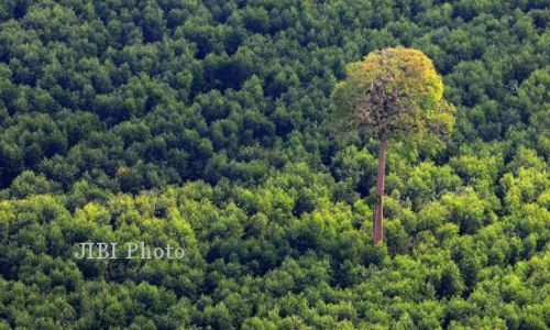 Darurat Hutan Sudah Lewat