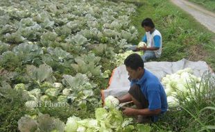  Petani Sayur Boyolali Berharap Harga Stabil