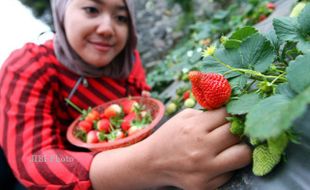 Pisang dan Strawberry Sumber Nutrisi di Pagi Hari