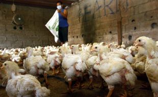 FLU BURUNG WONOGIRI : Puluhan Ayam di Sempukerep Mati