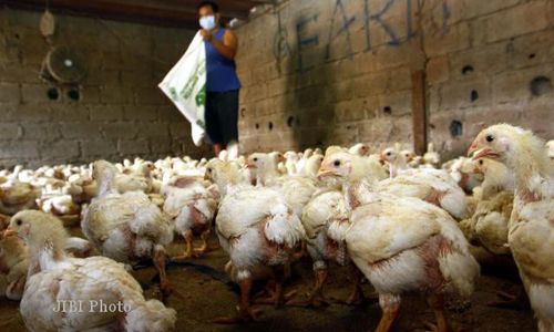 FLU BURUNG SUKOHARJO : Kelurahan Sonorejo Endemis AI