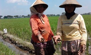  KEONG EMAS SERANG TANAMAN PADI