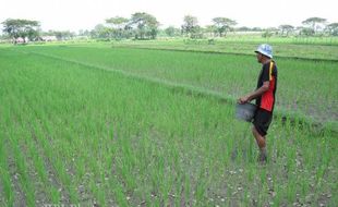 PERTANIAN KULONPROGO : Sejak Akhir Agustus, Petani Tak Dapat Subsidi Benih