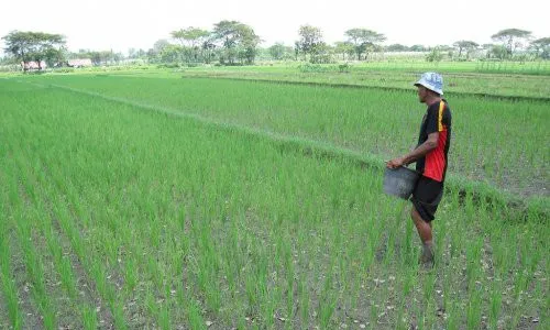 PERTANIAN KULONPROGO : Sejak Akhir Agustus, Petani Tak Dapat Subsidi Benih