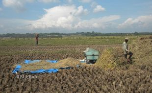  Kemarau Datang, Petani Kalijambe Mandek Tanam Padi