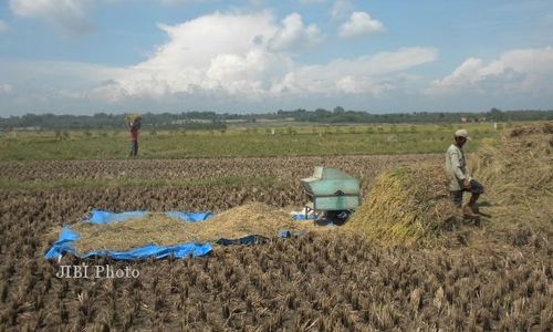  Kemarau Datang, Petani Kalijambe Mandek Tanam Padi