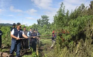 LADANG GANJA : BNN dan Polda NAD Musnahkan 35 Hektare Ladang Ganja