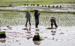 PERTANIAN MADIUN : Ini Alasan Petani Madiun Tak Tertarik Ikut Program Asuransi Tani