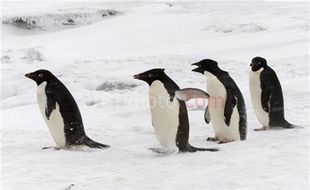 Gembira Loka Bakal Kedatangan 6 Pinguin Afrika 