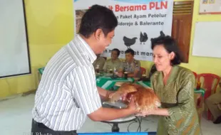 BANTUAN AYAM PETELUR