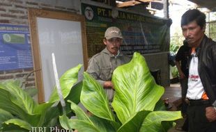 Wow, Harga Jemani Melejit, Petani asal Karangpandan Untung Hingga Rp150 Juta