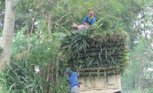 NAIKKAN DAUN JAGUNG