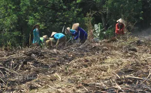 Demi Rp50.000, Buruh Sragen Mengadu Nasib ke Gondangrejo Karanganyar