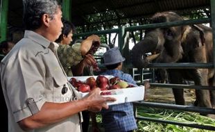 LEBARAN 2014 : Kebun Binatang Surabaya Masih Jadi Favorit saat Lebaran