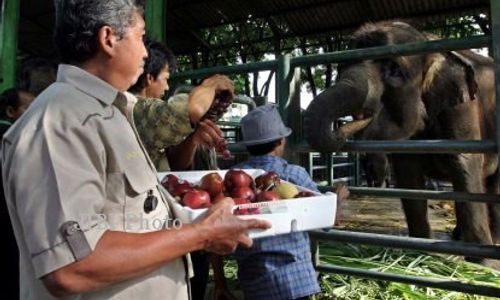 POLEMIK KBS : Tak Punya Izin Konservasi, KBS Belum Bisa Tambah Satwa