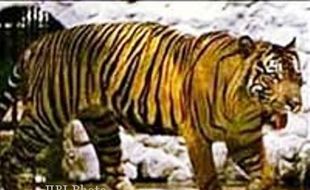 MACAN MERAPI : Harimau Jawa Bikin Waswas Warga Kemalang