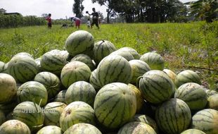 Serangan Tikus, Petani Semangka Gatak Sukoharjo Gagal Panen