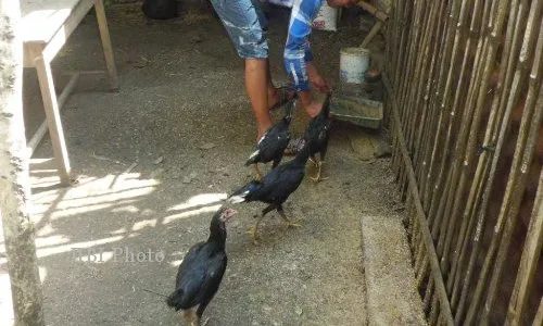 AYAM MATI MENDADAK : Ayam Hidup Dijual Murah